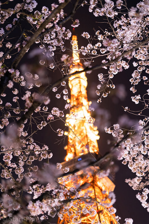 sel50f18f  東京タワーと夜桜